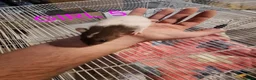 Rat rodents for sale: Male and female baby dumbo rats  - Advert 9