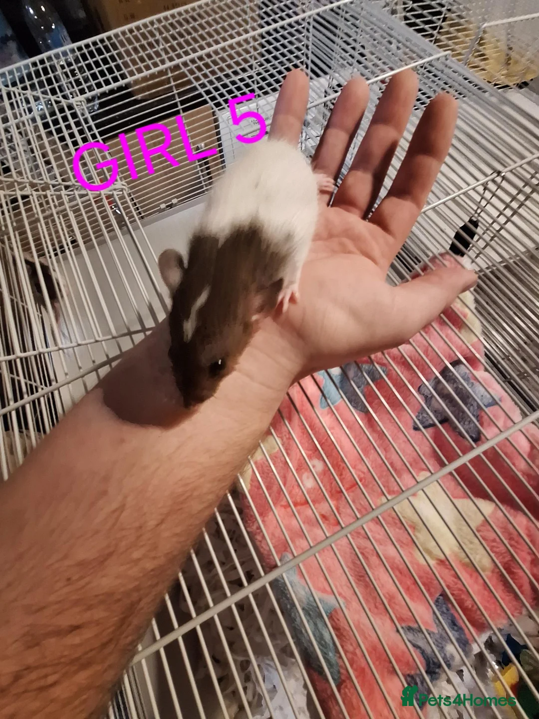 Rat rodents for sale: Male and female baby dumbo rats  - Advert 9