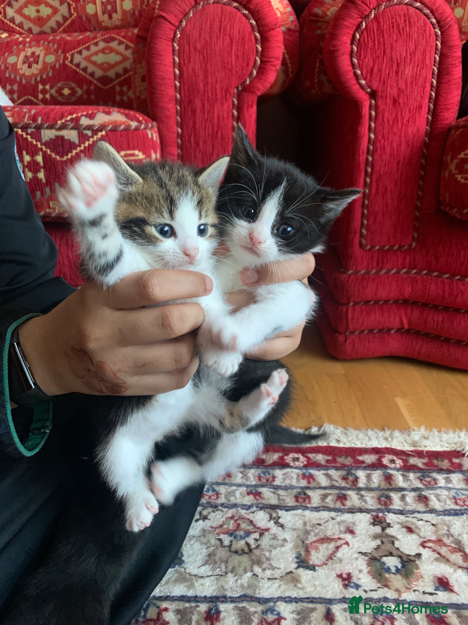 Mixed Breed cats Kittens - LAST 1 LEFT - Advert 5