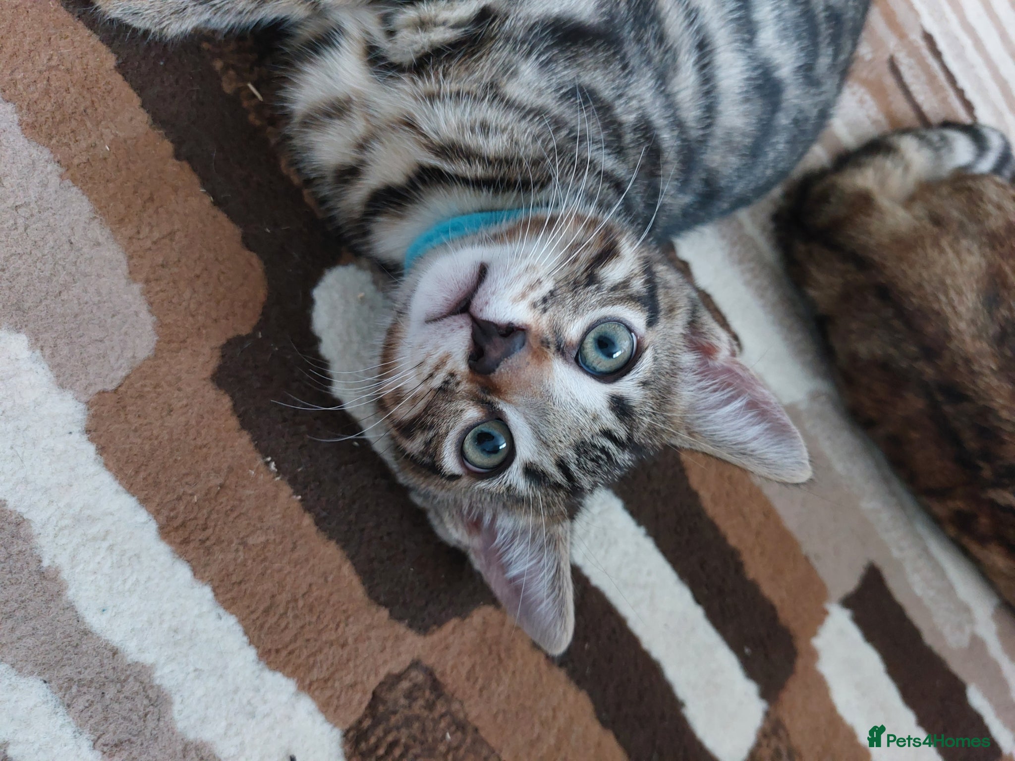 Mixed Breed cats for sale: X Bengal Kitten Mixed Tabby Boy - Advert 1