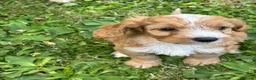 Cockapoo dogs for sale: Beautiful cockapoos - Advert 26