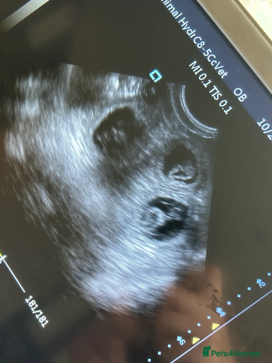 Jack Russell dogs for stud: DONJACKS RANGER - imported lilac & tan stud dog in Doncaster - Advert 23