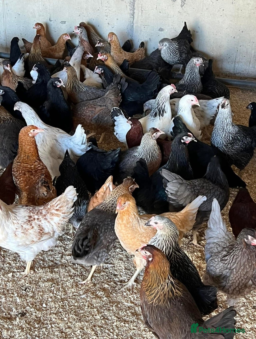 Chickens poultry for sale: Point of Lay hens - Image 1