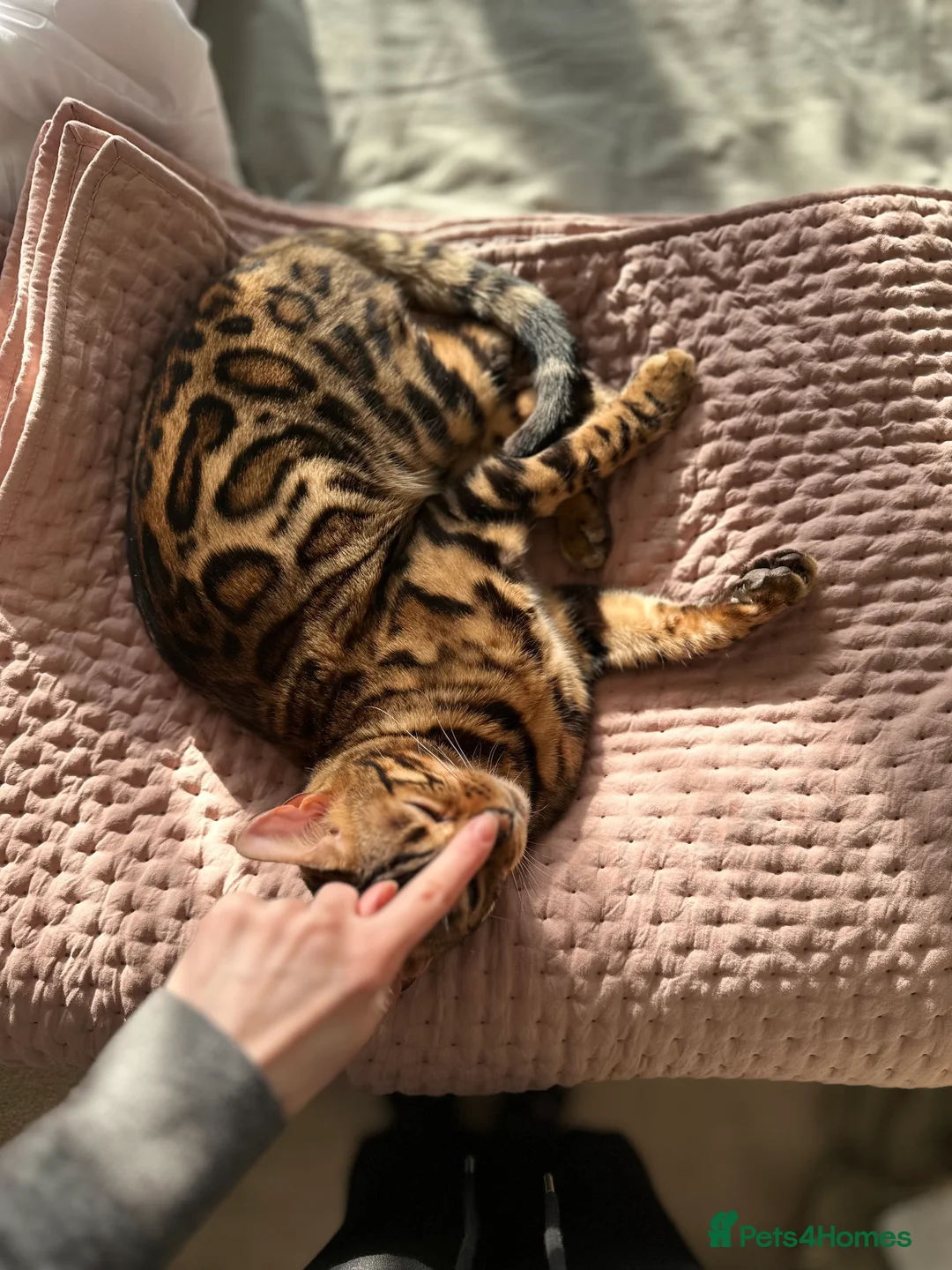 Bengal cats for sale: Looking for a loving forever home for Rusik - Advert 10