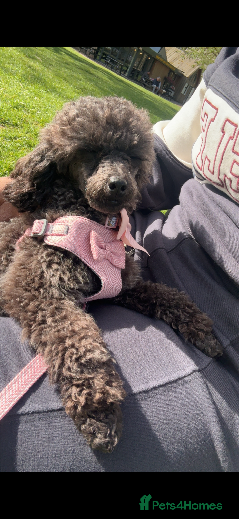 Toy Poodle dogs for sale: Tiny toy poodle - Advert 4