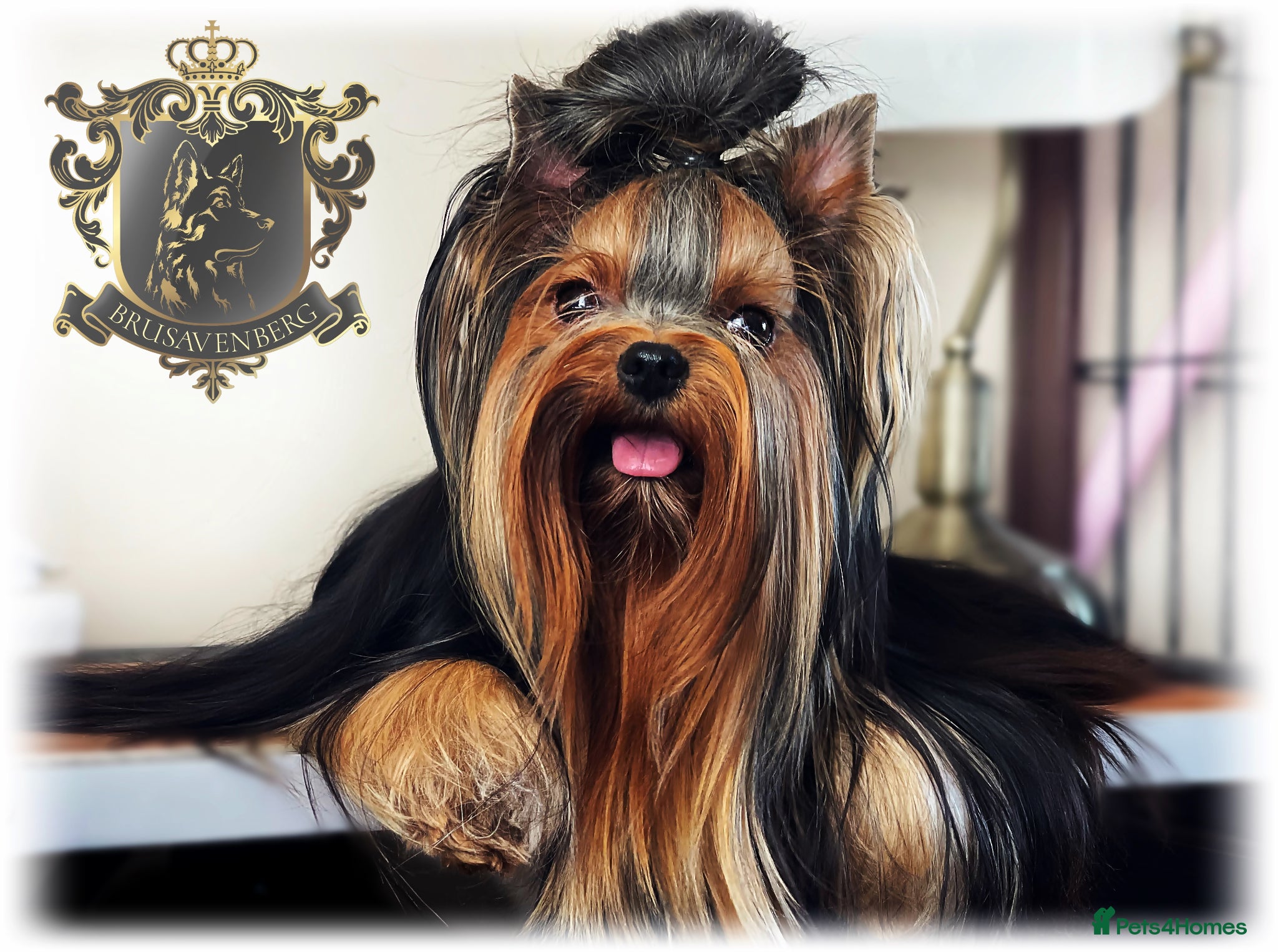 Yorkshire Terrier dogs YORKSHIRE TERRIERS DUE 27 May DNA TESTED PARENTS - Advert 1