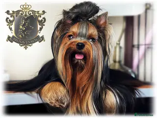 Yorkshire Terrier dogs YORKSHIRE TERRIERS DUE 27 May DNA TESTED PARENTS - Advert 4