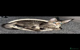 Maine Coon cats for sale: Maine coon x shorthair kittens available  - Image 3