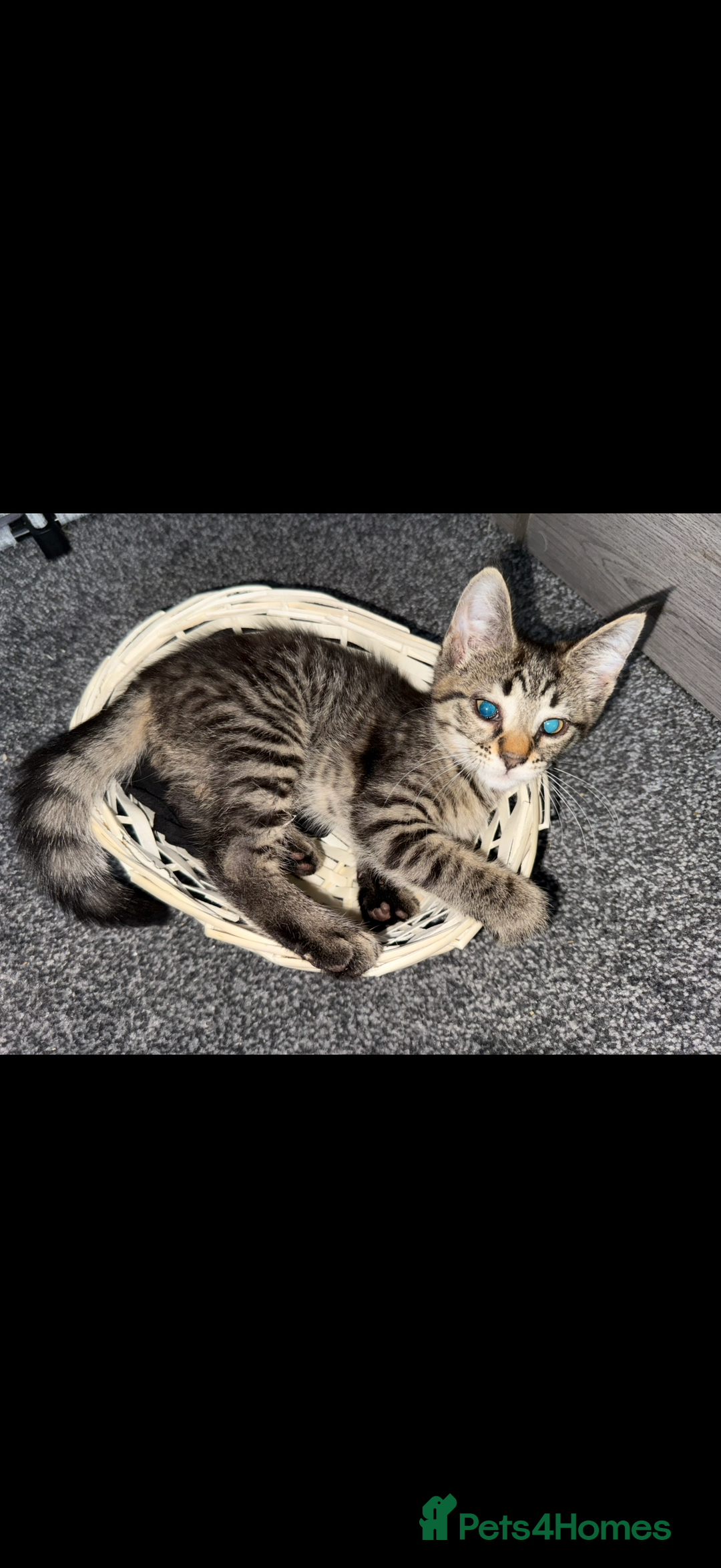 Maine Coon cats for sale: Maine coon x shorthair kittens available  - Image 3