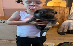 German Shepherd dogs for sale: 4 beautiful German shepherd fur babies  - Image 5