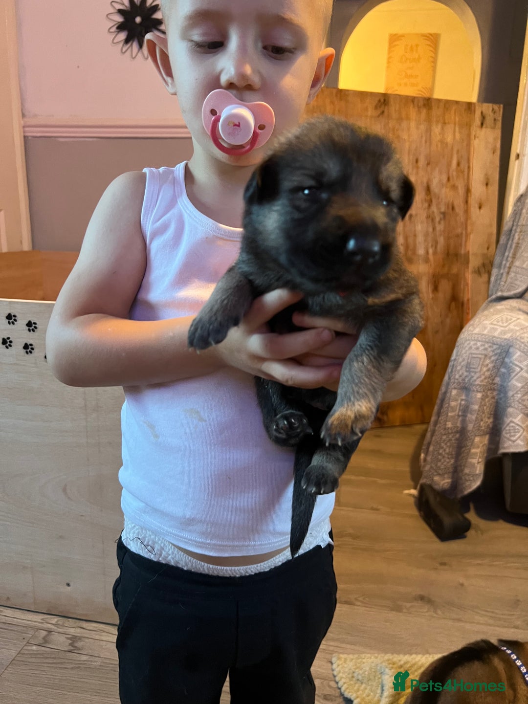 German Shepherd dogs for sale: 4 beautiful German shepherd fur babies  - Image 5