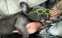 French Bulldog dogs for sale: Lady Grey 🩶 - Image 6