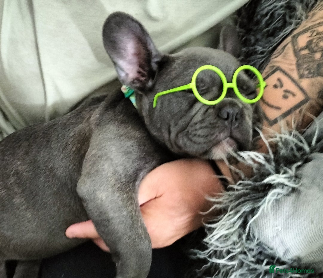French Bulldog dogs for sale: Lady Grey 🩶 - Image 6