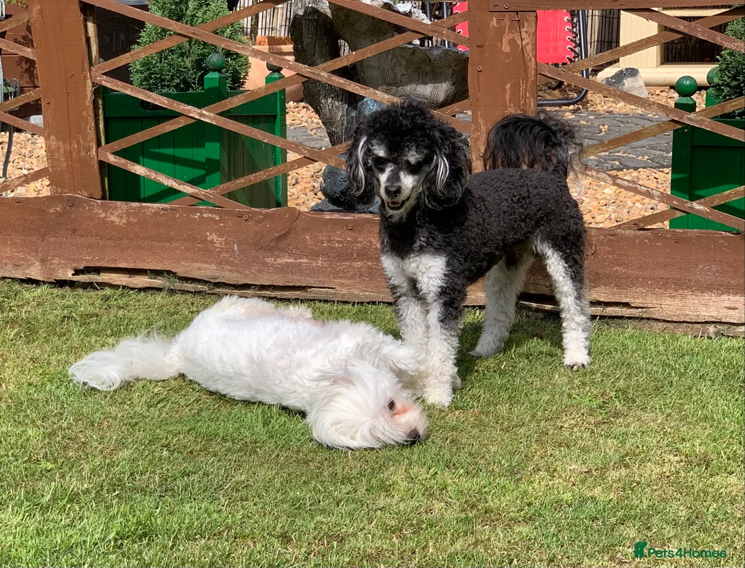 Toy Poodle dogs for stud: Phantom Toy Poodle Tri colour KC (STUD ONLY) in Coalville - Advert 15