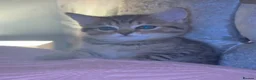 British Shorthair cats for sale: 8 week old baby girl  - Advert 2