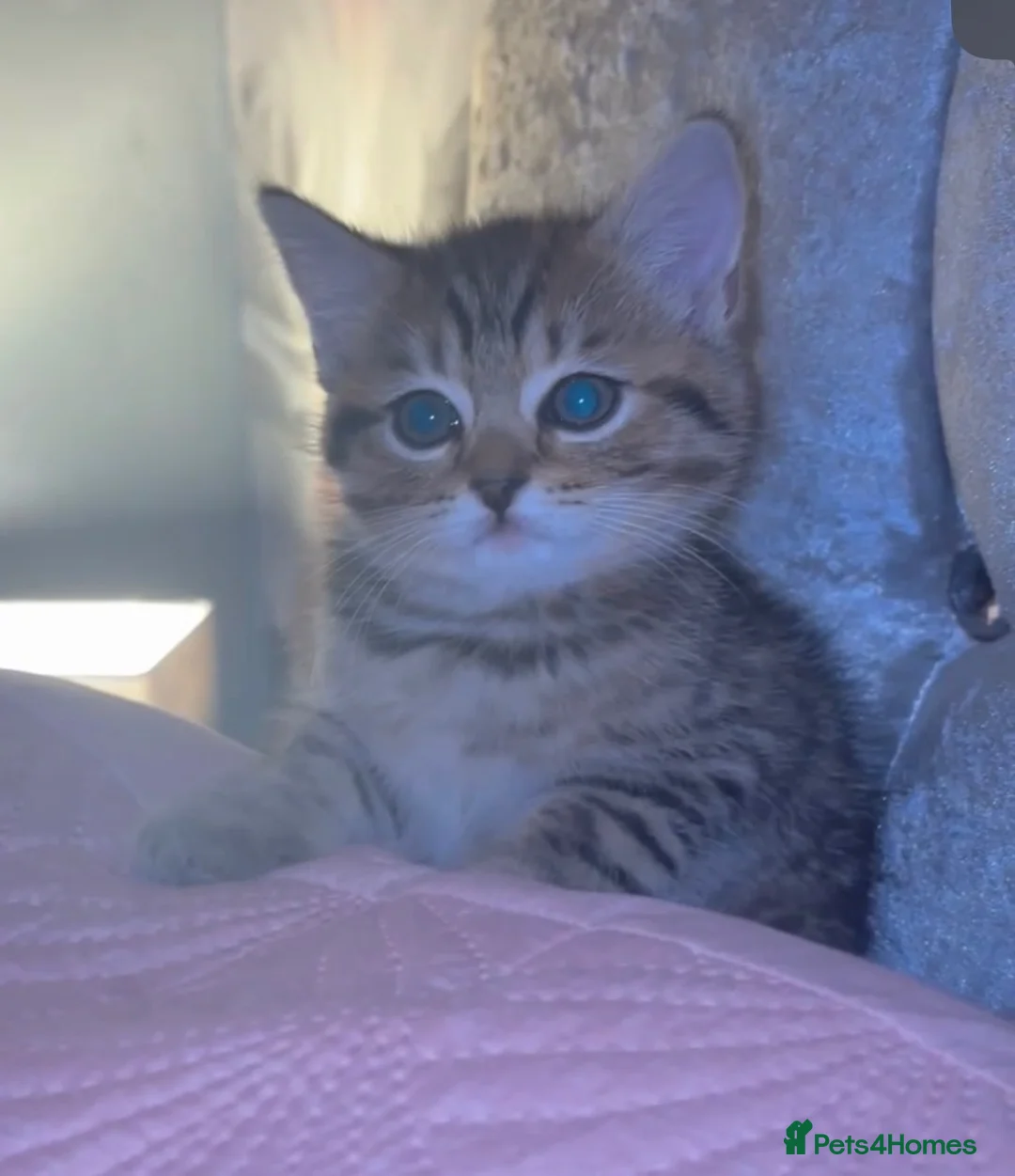 British Shorthair cats for sale: 8 week old baby girl  - Advert 2