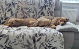 Patterdale Terrier dogs for sale: Patterdale pups - Image 10