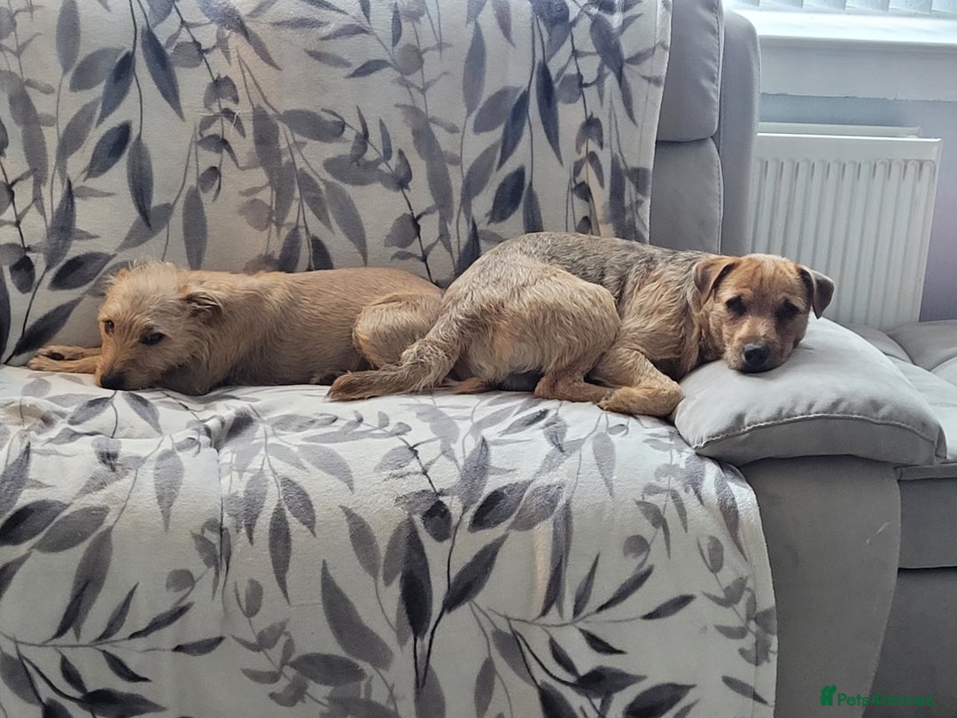Patterdale Terrier dogs for sale: Patterdale pups - Image 10