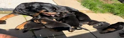 Mixed Breed dogs for sale:  Stunning Rottweiler × German Shepherd Puppies - Advert 20