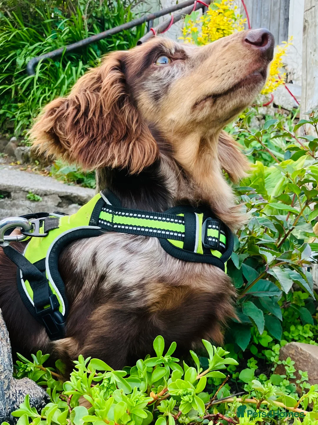 Miniature Dachshund dogs for stud: KC Reg Long Haired Choc Dapple Miniature Dachshund in Gunnislake - Advert 16