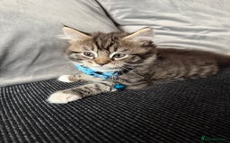British Shorthair cats for sale: Beautiful BSH 2 male 1 female  - Image 17