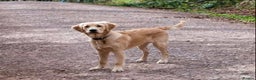 Golden Retriever dogs for stud: Proven Golden retriever - KC registered in Cardiff - Advert 7