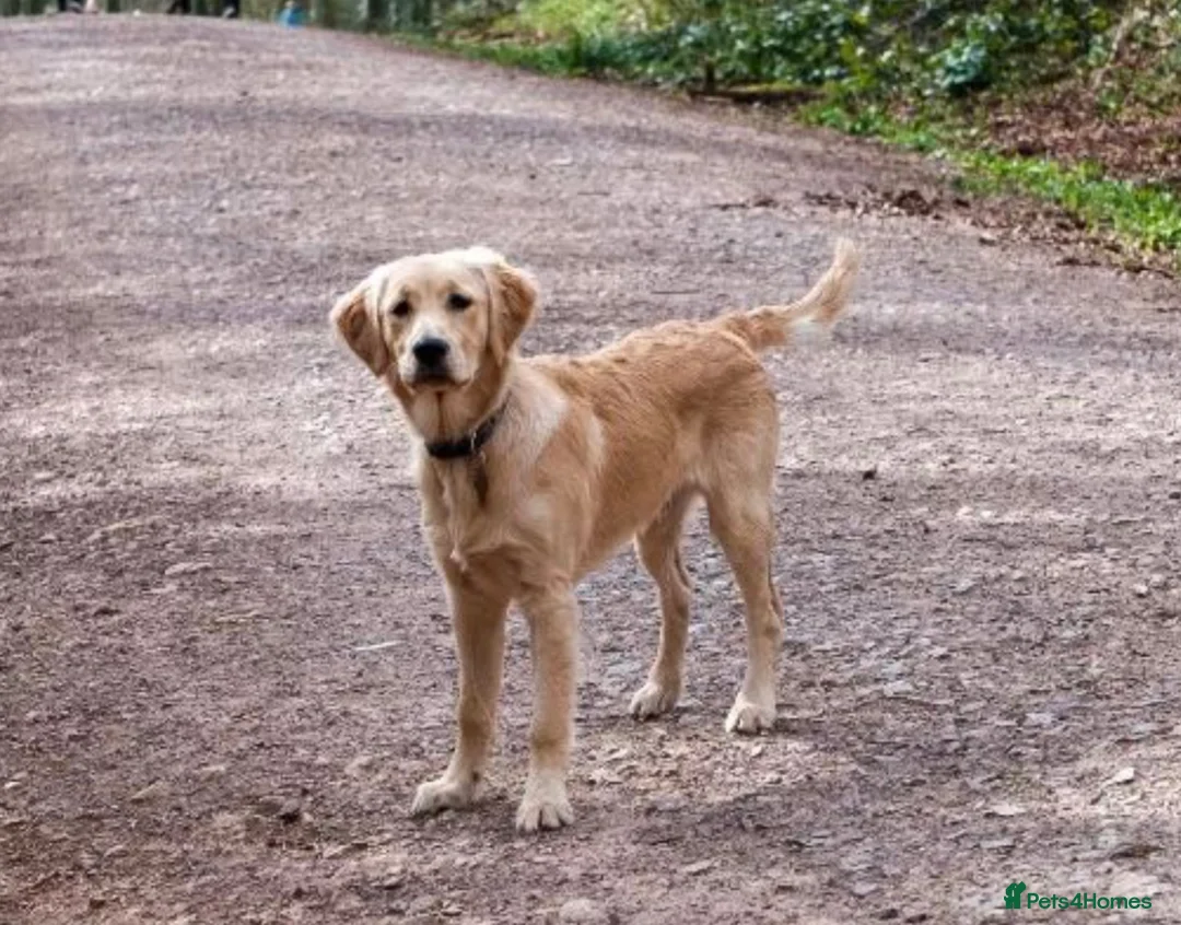 Golden Retriever dogs for stud: Proven Golden retriever - KC registered in Cardiff - Advert 7
