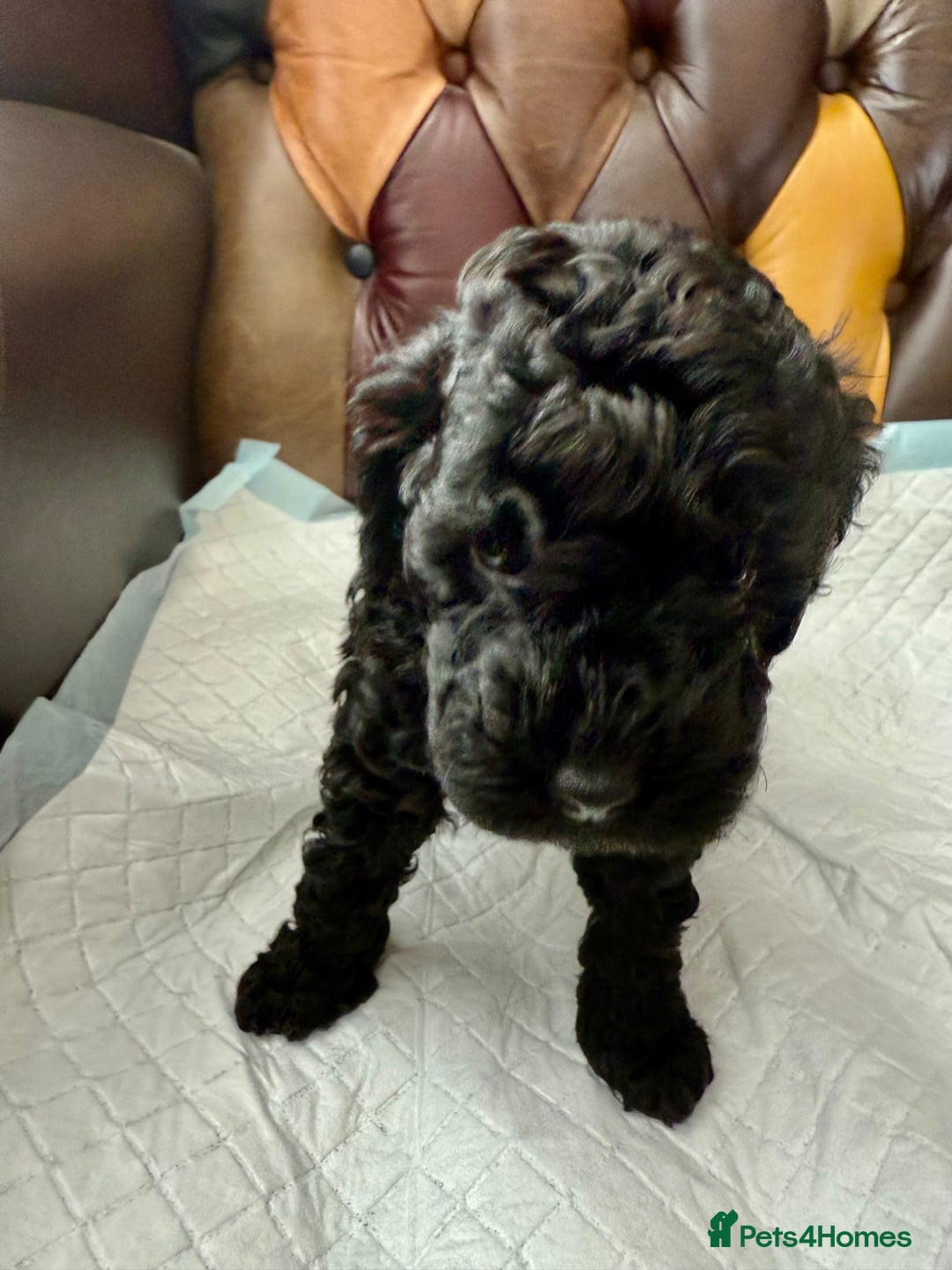 Toy Poodle dogs for sale: Four Beautiful Little Boys “Real Charmer’s “ - Image 22