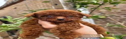 Toy Poodle dogs for sale: Asian toy poodle  - Advert 18