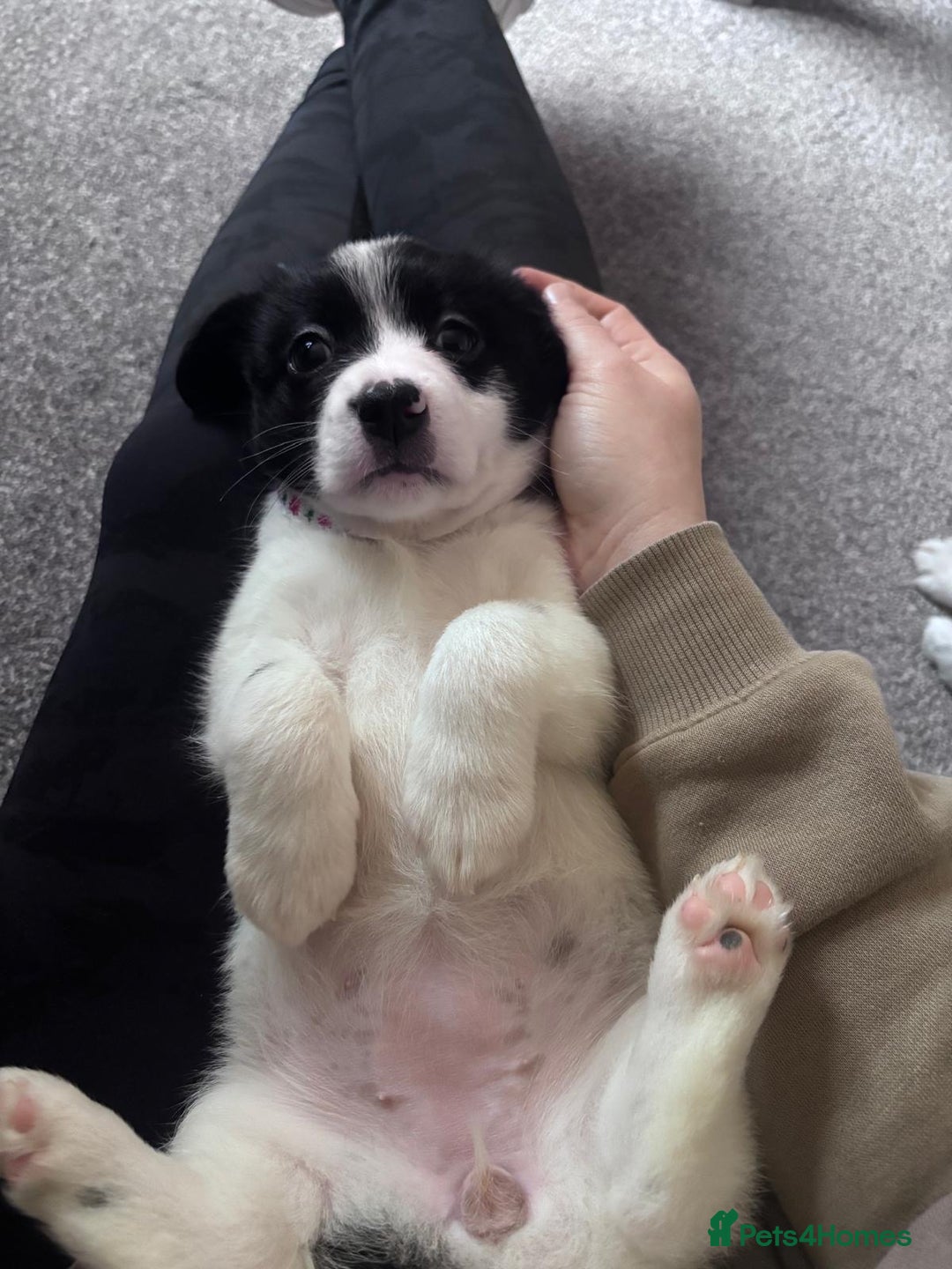 Mixed Breed dogs for sale: 3 beautiful Bichon Maltese mixed breed pups - Advert 16