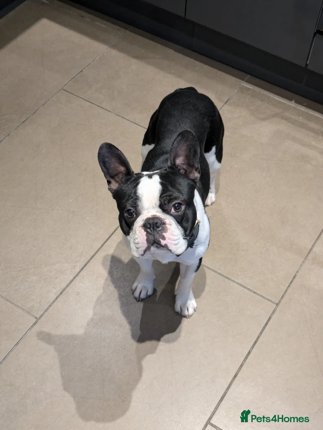 Boston Terrier dogs for stud: Boston terrier for stud - Advert 4