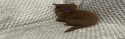 British Shorthair cats for sale: GCCF Registered Chocolate BSH kittens  - Advert 17