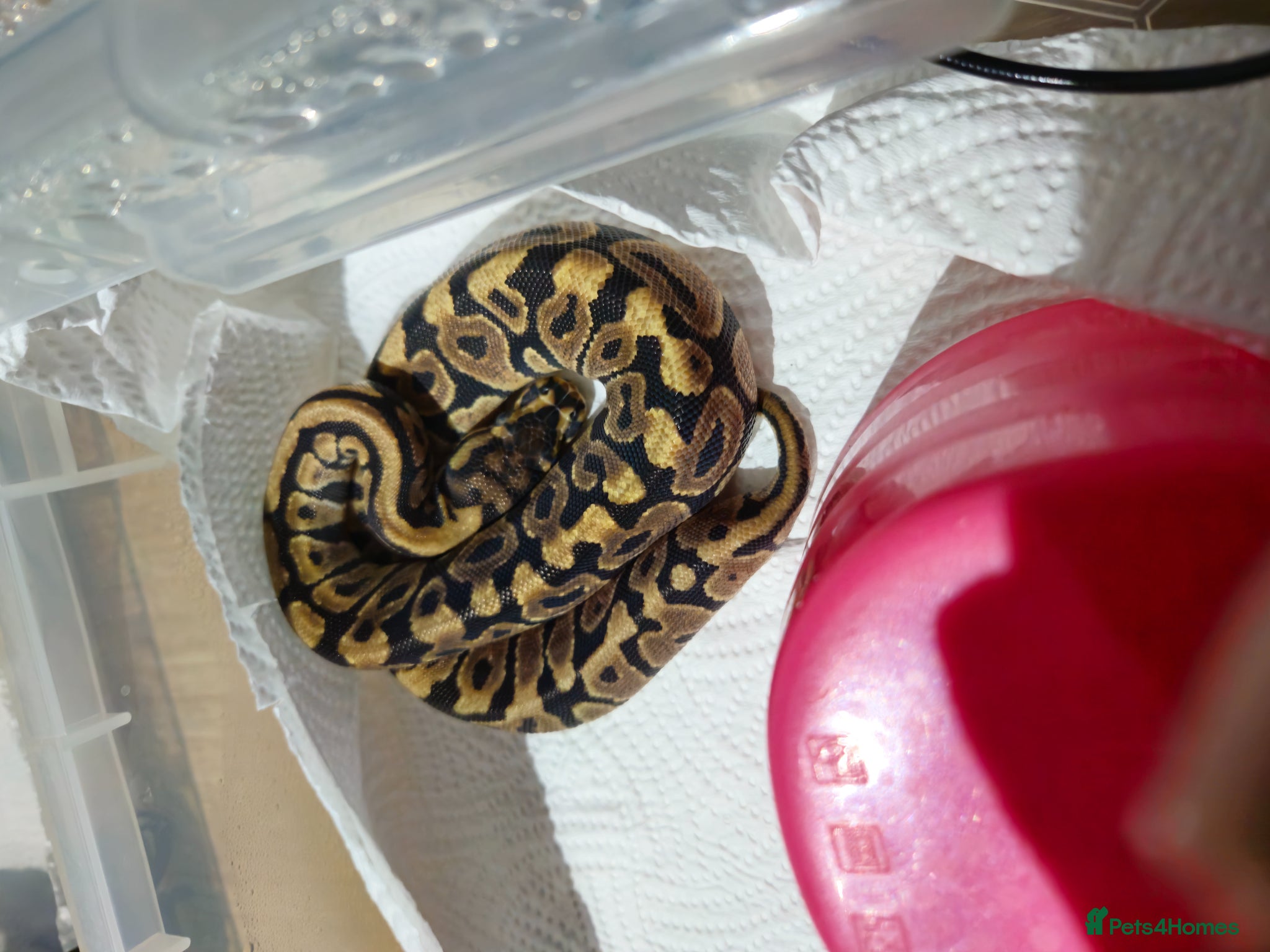Python Snake reptiles for sale: spotnose het clown/ clown clutch - Advert 15