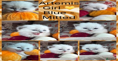 Ragdoll cats - Advert 11