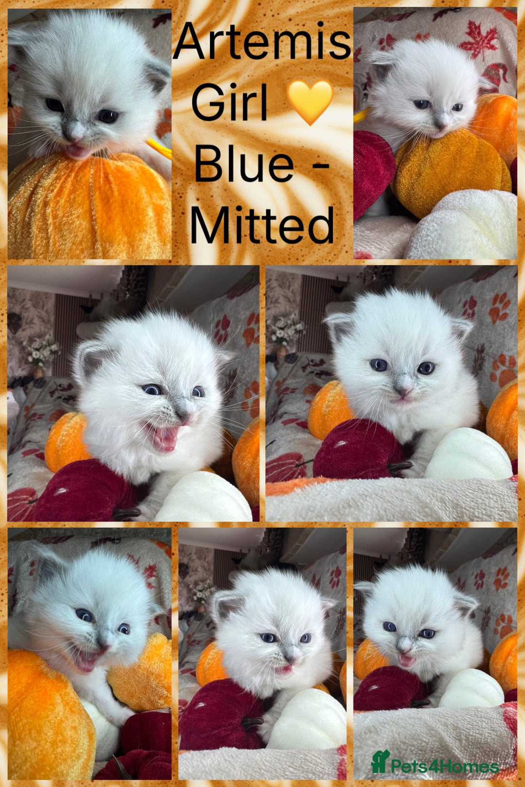 Ragdoll cats for sale: 🏆 gccf ragdoll grand champion kittens 🏆 - Image 3