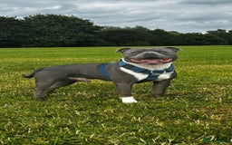 Staffordshire Bull Terrier dogs for sale: Blue Staffordshire bullterriers - Image 3