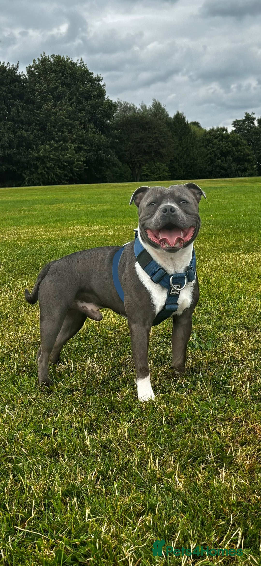 Staffordshire Bull Terrier dogs for sale: Blue Staffordshire bullterriers - Image 3