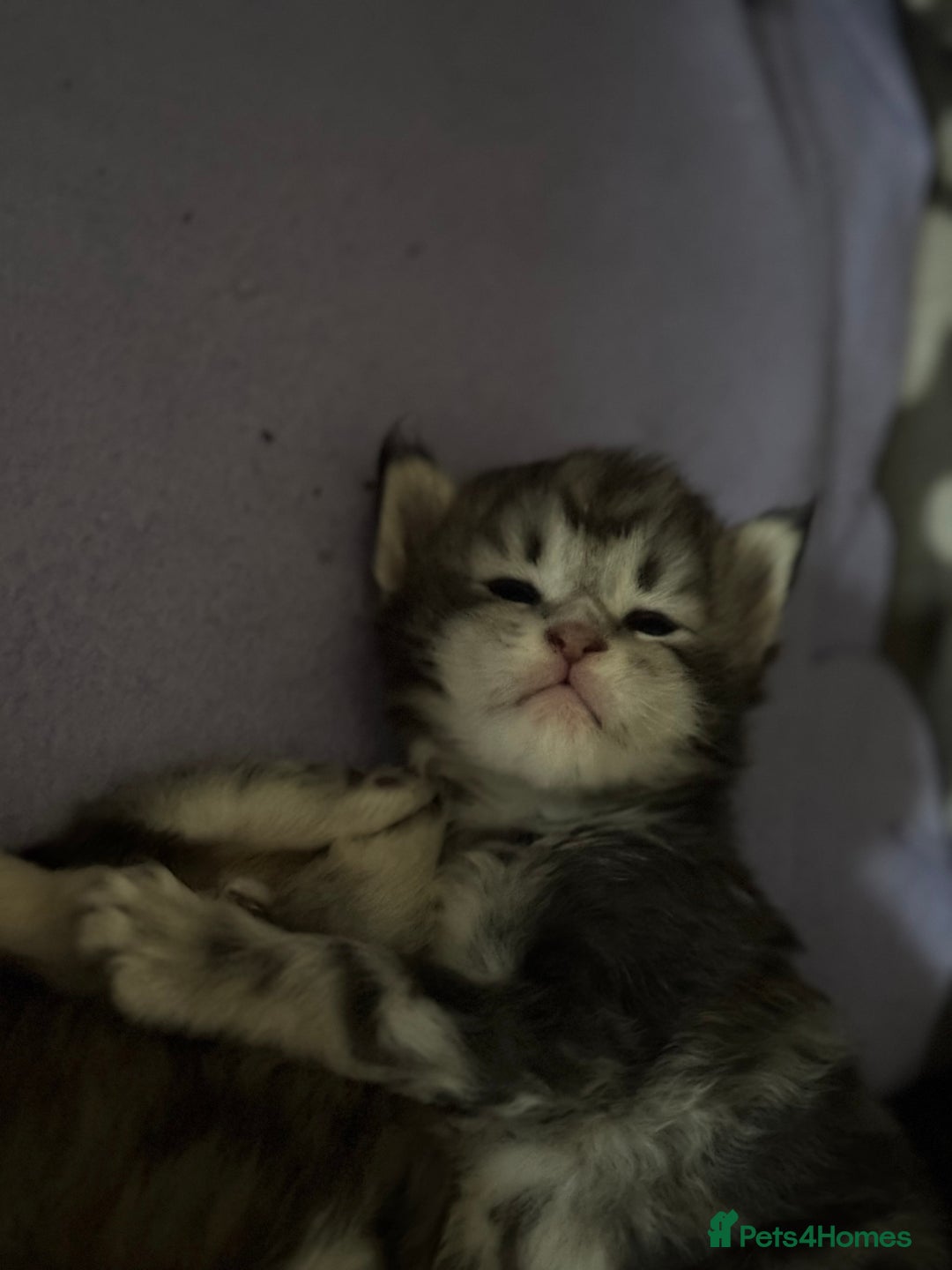 Maine Coon cats for sale: 3 week old mainecoon kittens - Advert 5