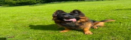 German Shepherd dogs for stud: Long hair KC registered Stud - Advert 3