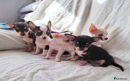 Chihuahua dogs for sale: Gorgeous Baby Chihuahua puppies  - Image 33