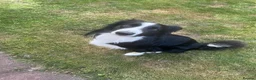 Border Collie dogs for sale: Male collie in Forfar - Advert 7