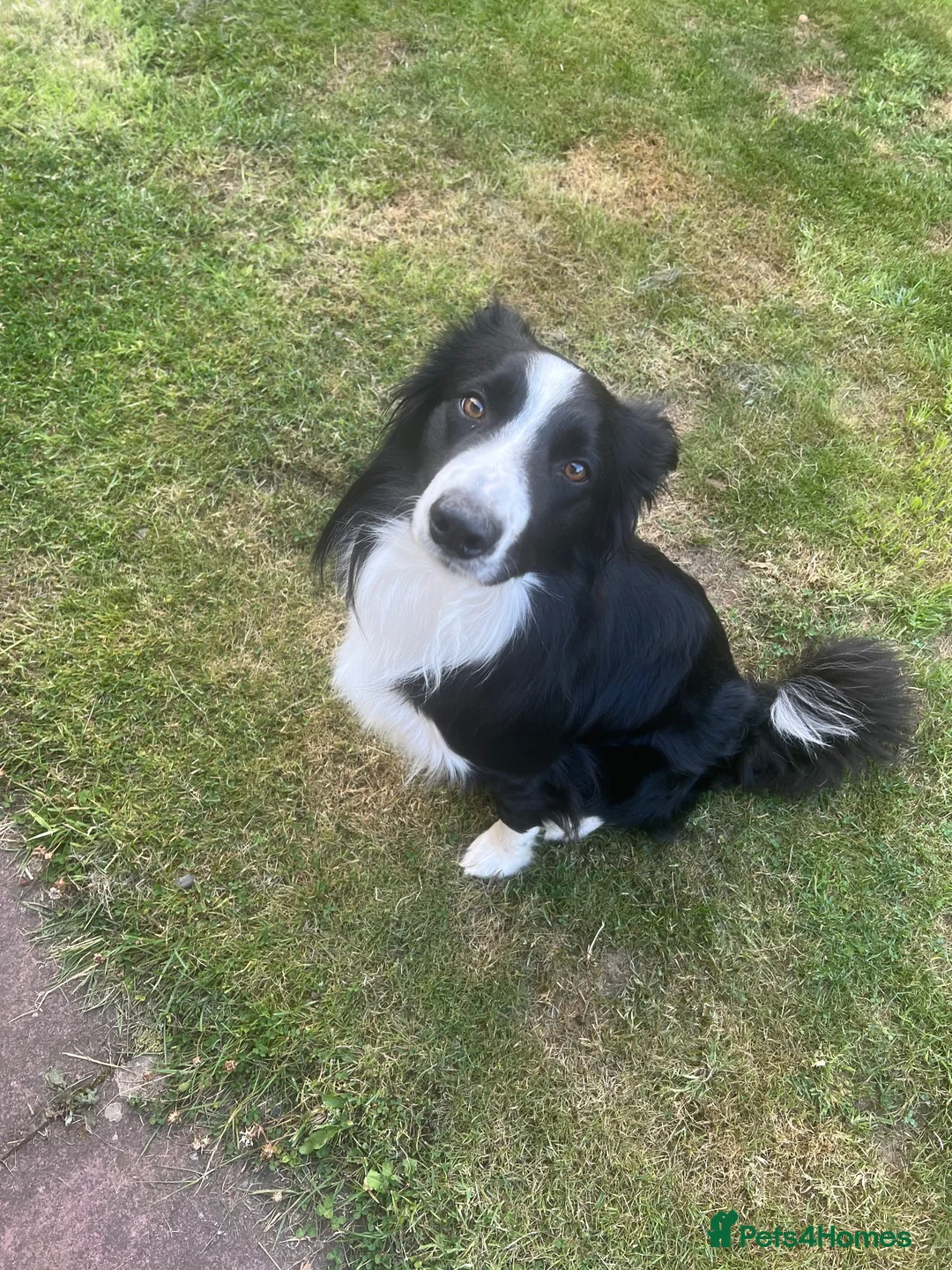 Border Collie dogs for sale: Male collie in Forfar - Advert 7