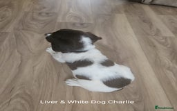 English Springer Spaniel dogs for sale: English KC Reg Springer Spaniels For Sale - Image 2