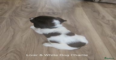 English Springer Spaniel dogs - Advert 2
