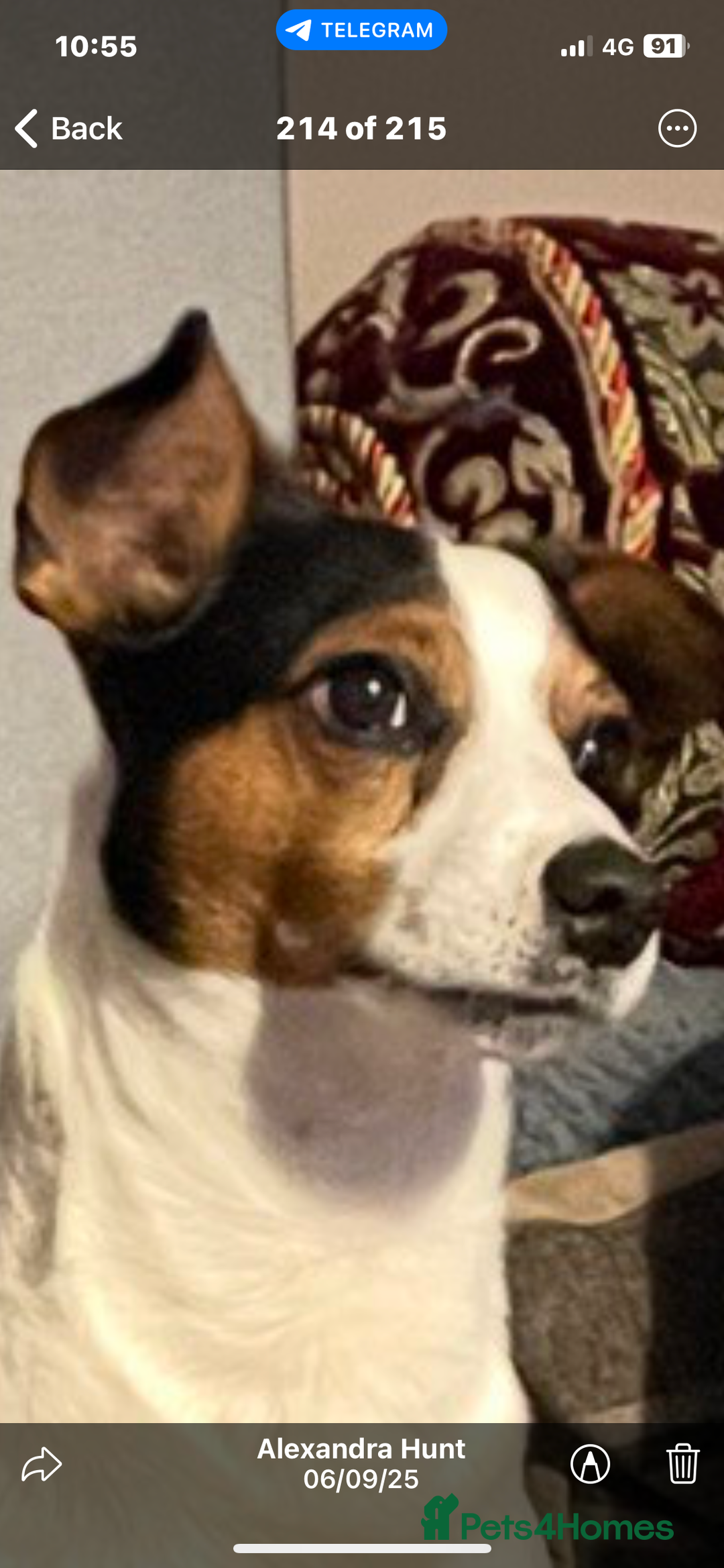 Jack Russell dogs for stud: Very handsome Jack Russell for stud in London - Advert 11