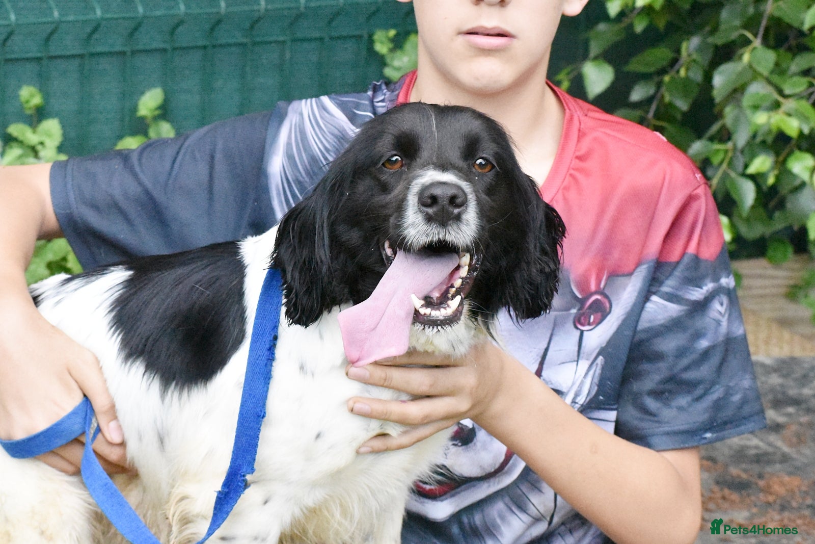 Brittany Spaniel dogs for adoption: Xira  in New Romney - Advert 4
