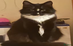 Mixed Breed cats for sale: Mixed breed, mum is ragdol cross  - Image 4