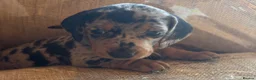 Miniature Dachshund dogs for sale: Miniature dachshunds - Advert 32