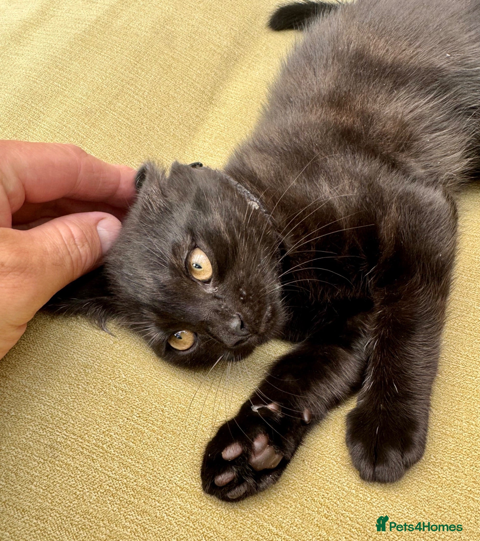 British Shorthair cats British Shorthair kitten LAST KITTEN - Advert 2