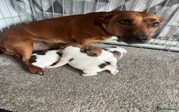 Jack Russell dogs for sale: Gorgeous Jack Russel Puppies  - Image 5